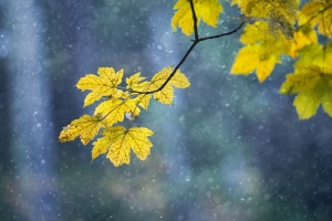 5 prostych sposobw na jesienn chandr [Fot. robsonphoto - Fotolia.com]