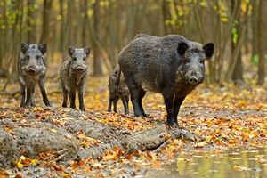 Afrykaski pomr wi. Polska wieprzowina jest bezpieczna [© kyslynskyy - Fotolia.com]