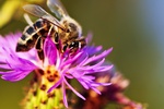 Coraz mniej pszcz, bdzie mniej warzyw i owocw [© Elenathewise - Fotolia.com]