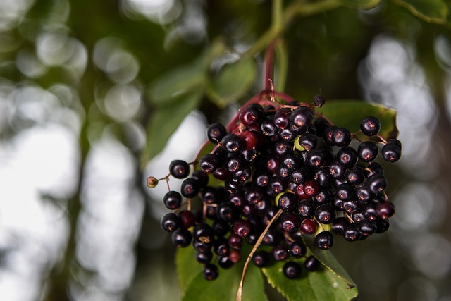 Czarny bez ma silne dziaanie przeciw grypie [fot. Tomá&scaron; Dohnal from Pixabay]