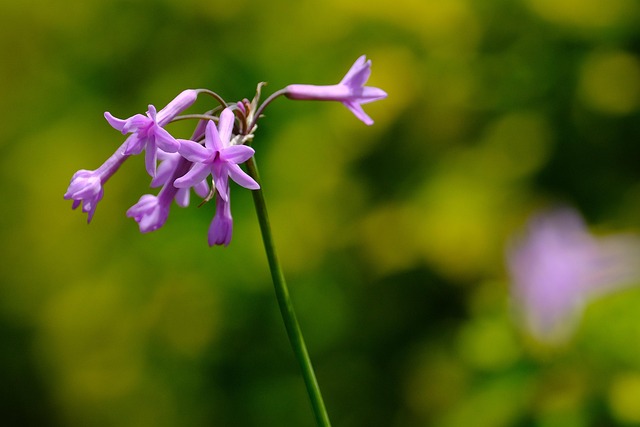 Czosnek afrykaski (Tulbaghia violacea) znaczco obnia cinienie krwi  [fot. hartono subagio from Pixabay]