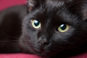 Czy czarny kot przynosi pecha? 17 sierpnia wito tych zwierzakw [© ramonespelt - Fotolia.com]