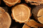 Czy drewno mogoby zastpi uszkodzone koci? [© ctvvelve - Fotolia.com]