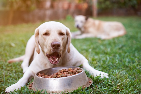 Czym karmi psa? Surowe miso nie jest dobrym wyborem? [Fot. PixieMe - Fotolia.com]