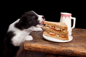Czym nie naley karmi psa? [© Anyka - Fotolia.com]