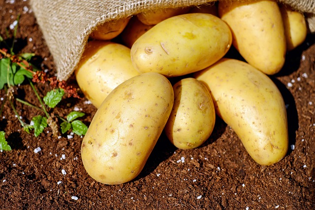 Dlaczego ziemniaki nie zasuguj na swoj kiepsk reputacj [fot. Couleur from Pixabay]