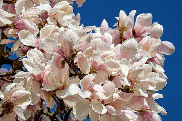 Ekstrakt z magnolii skutecznie odwiea oddech na dugo [fot. Couleur from Pixabay]