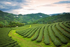 Elementarz herbaciany - Assam i Cejlon [© aaa187 - Fotolia.com]
