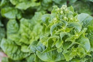 Jak unikn udaru - trzeba je zielone warzywa liciaste [Fot. Nipaporn - Fotolia.com]