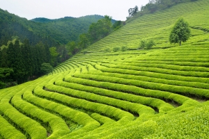 Jakie odmiany herbaty uprawia si w Indiach? [Fot. david_franklin - Fotolia.com]