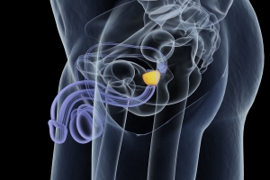 Jakie s objawy raka prostaty [Fot. Anatomy Insider - Fotolia.com]