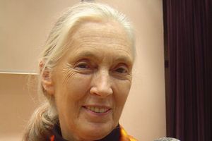 Jane Goodall, synna badaczka szympansw, koczy 80 lat [Jane Goodall, fot. Jeekc, CC BY-SA 3.0, Wikimedia Commons]