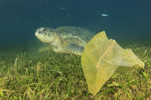 Jedzc ryby, dostarczasz sobie... plastiku! [Zanieczyszczenia oceanu, © Richard Carey - Fotolia.com]