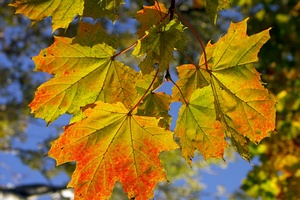 Jesienna zmiana czasu dobra dla serca [© Roman Milert - Fotolia.com]