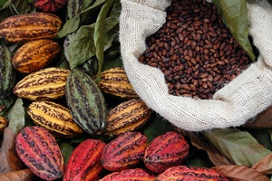 Kakao hamuje starzenie si mzgu [© Yai - Fotolia.com]