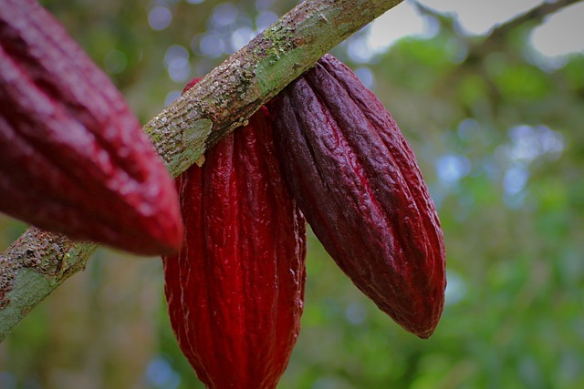 Kakao pomaga osabi stany zapalne zwizane z otyoci [fot. Maliflac from Pixabay]