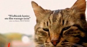 "Kedi" - koty w Stambule [fot. Kedi]