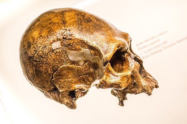 Koronawirus: cika forma Covid-19 w spadku po neandertalczykach? [fot.  Josch Nolte from Pixabay]