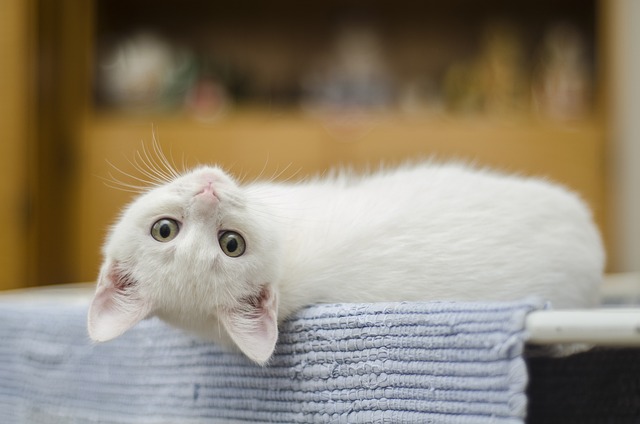 Kot wie, kiedy mwisz wanie do niego [fot. Pexels from Pixabay]