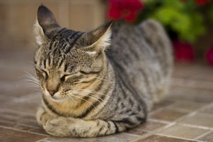 Koty rozpoznaj gosy wacicieli, ale wybieraj brak reakcji - po prostu nas ignoruj [© jokihaka - Fotolia.com]