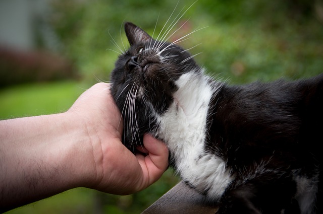 Koty s przywizane do ludzi - potwierdzone testami [fot. Darkmoon_Art from Pixabay]