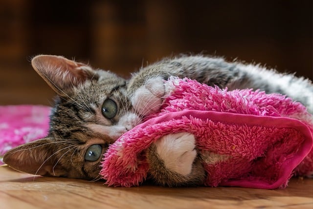 Koty w subie terapii - korzyci dla osb wysoko emocjonalnych [fot. Gundula Vogel from Pixabay]