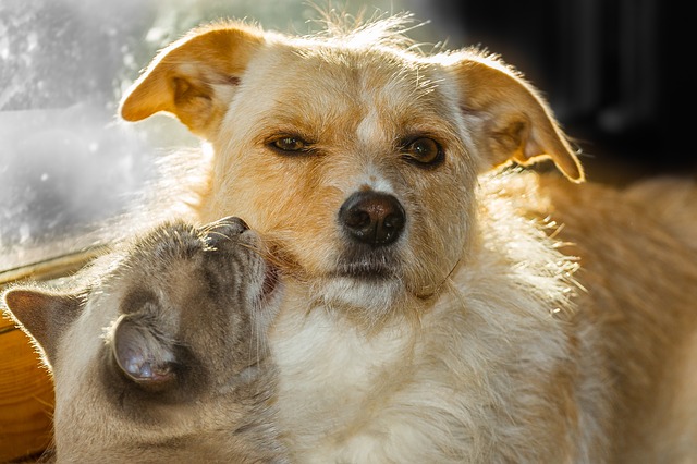Kto ma zwierzta domowe, rzadziej choruje na serce [fot. Peter Morth from Pixabay]