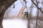 Mdre dokarmianie ptakw zim [© Ints - Fotolia.com]