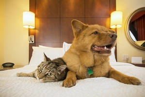 Na urlop ze zwierzakiem: gdzie najatwiej znale zakwaterowanie [© Michael Pettigrew - Fotolia.com]