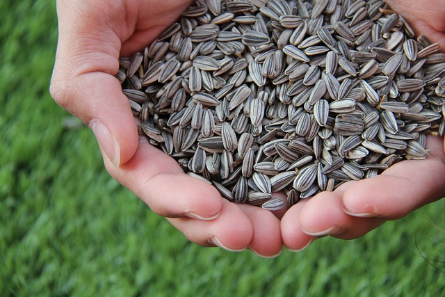Nasiona sonecznika i pistacje najskuteczniej obniaj cholesterol [fot. Natthapat Aphichayananthanakul from Pixabay]