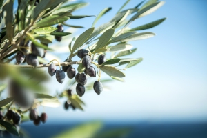 Natura w subie zdrowiu: licie oliwki europejskiej na nadcinienie i cukrzyc [Fot. complize | m.martins - Fotolia.com]