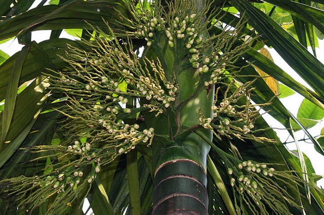 Natura w subie zdrowiu: palma betelowa - na popraw nastroju [fot. fot.J.M.Garg, CC BY-SA 3.0, Wikimedia Commons]
