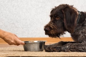 Nie dawaj tego jedzenia psu! 10 produktw, od ktrych moe si rozchorowa  [Fot. rodimovpavel - Fotolia.com]