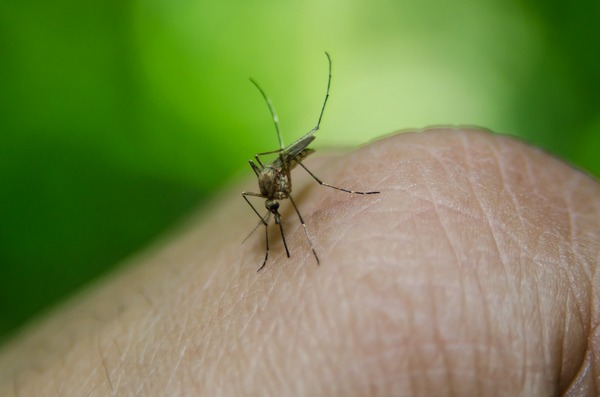 Nie tylko Covid-19 zagraa - malaria nadal zabiera ycie dziesitkom tysicy ludzi [fot.  Creative Solutionist z Pixabay]