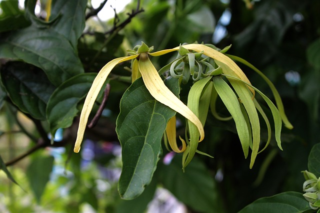 Olejek ylang ylang - na stres, bezsenno i nadcinienie [fot. Maya A. P from Pixabay]
