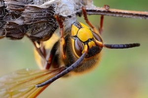 Osy, pszczoy: uwaga na wstrzs anafilaktyczny [© AlekseyKarpenko - Fotolia.com]