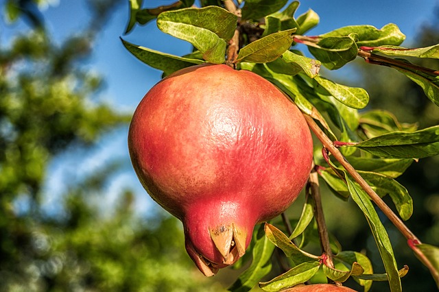 Owoce granatu maj moc anti-aging [fot. Peter H from Pixabay]