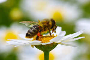 Pom pszczoom jeszcze jesieni [Fot. Alekss - Fotolia.com]