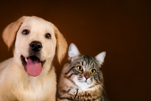 Psy czy koty - wiadomo ju, ktre zwierzta s mdrzejsze [Fot. tania_wild - Fotolia.com]