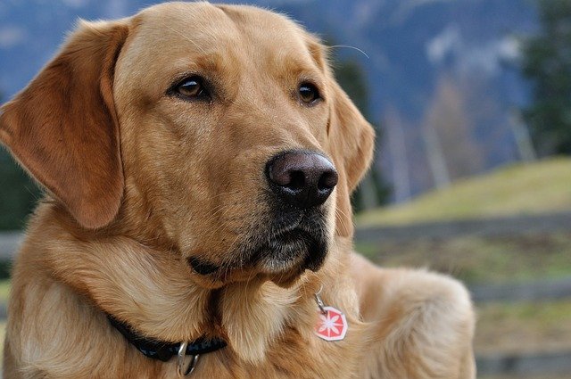 Psy potrafi wyczu koronawirusa [fot. Pezibear from Pixabay]