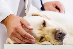 Psy te choruj na gryp [© Sergey Nivens - Fotolia.com]