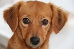 Psy wyczuwaj raka puc [© alexio09 - Fotolia.com]