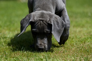 Rak jajnikw moe by wykryty przez psy. Rozpoczto szkolenia czworonogw [© CallallooFred - Fotolia.com]