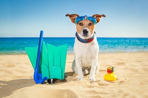 Razem czy osobno? Jak zaplanowa urlop ze zwierzakiem? [© javier brosch - Fotolia.com]