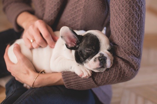 Relacja midzy czowiekiem i psem jest jak midzy rodzicami i dziemi [fot. Pexels from Pixabay]