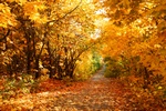 Rozkwitnij na przekr jesieni! [© Kochergin - Fotolia.com]