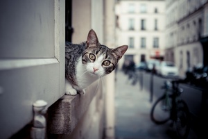 Schizofrenia a posiadanie kota - uczeni znaleli powizanie [© shocky - Fotolia.com]