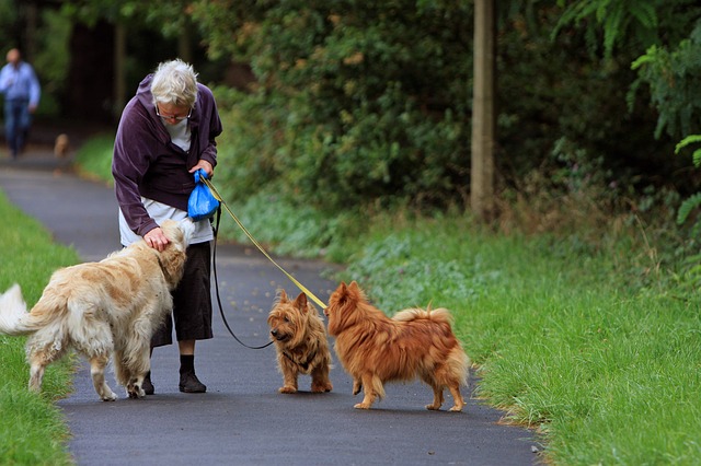 Seniorzy powinni mie psy. Oto korzyci z posiadania czworonoga [fot. No-longer-here from Pixabay]