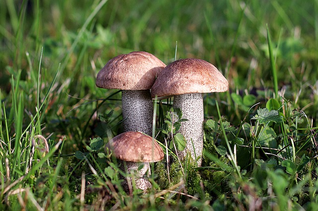 Sezon na grzyby - zbieraj je, bo zawieraj duo przeciwutleniaczy [fot. Franz W. from Pixabay]
