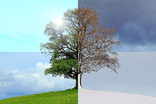 Sezonowe zmiany dostpu do wiata dziennego wpywaj na mzg [fot. gastoninaui from Pixabay]
